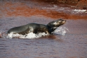 059 SeaLions14